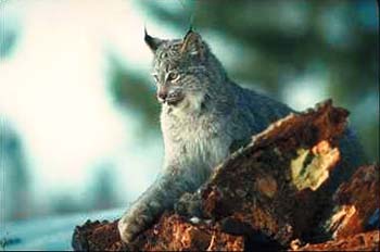 Lynx © Page Makers, LLC