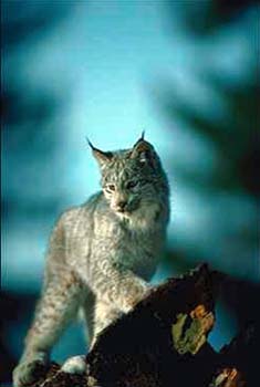 Lynx © Page Makers, LLC