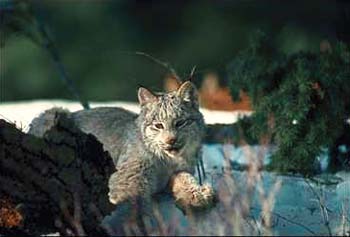 Lynx © Page Makers, LLC