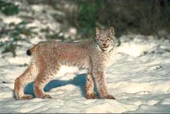Lynx © Page Makers, LLC