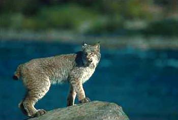 Lynx © Page Makers, LLC