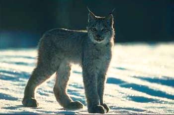 Lynx © Page Makers, LLC