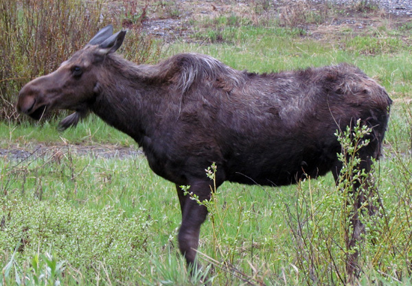 Yellowstone Moose taken by Gerry Hogston - Spring 2012 © Copyright All Rights Reserved