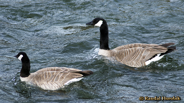 Yellowstone Canada Geese taken Spring 2012 ~ © Randal W. Horobik Copyright All Rights Reserved