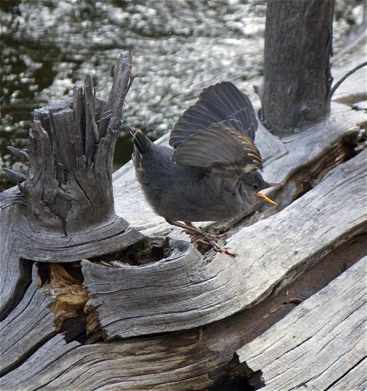 American Dipper Baby Photo by Pamela Bond Cassidy © Copyright All Rights Reserved