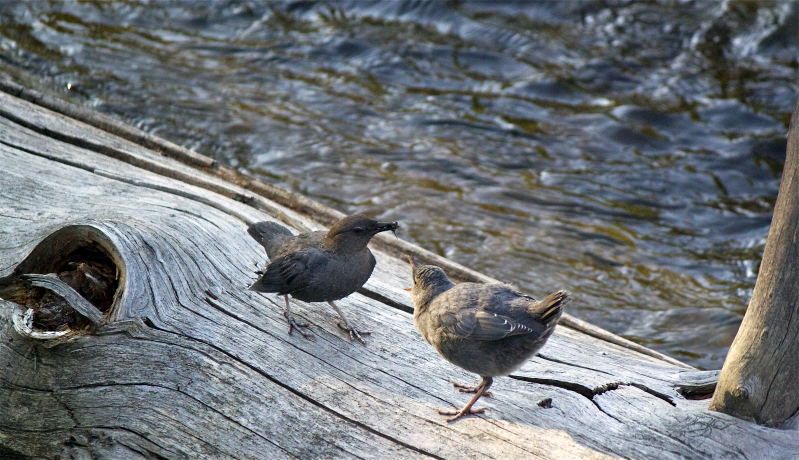 Dipper Mom and Baby Photo by Pamela Bond Cassidy © Copyright All Rights Reserved