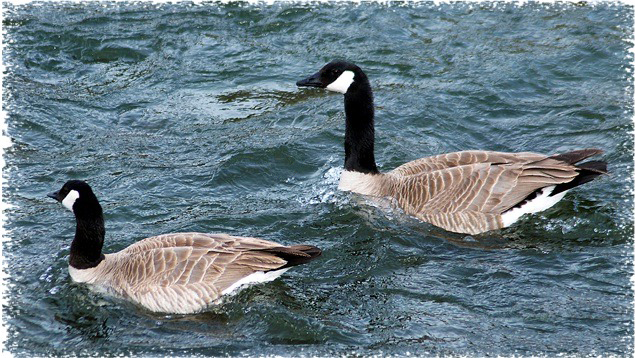 Yellowstone Canada Geese taken Spring 2012 ~ © Randal W. Horobik Copyright All Rights Reserved
