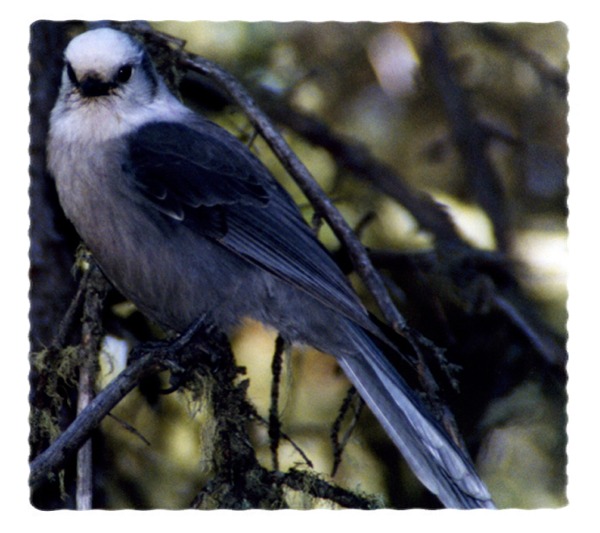 Gray Jay by John William Uhler © Copyright All Rights Reserved