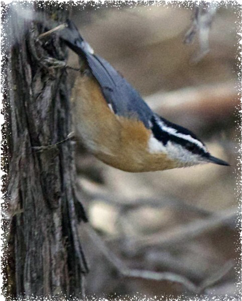 Red-breasted Nuthatch by Pamela Bond Cassidy © Copyright All Rights Reserved