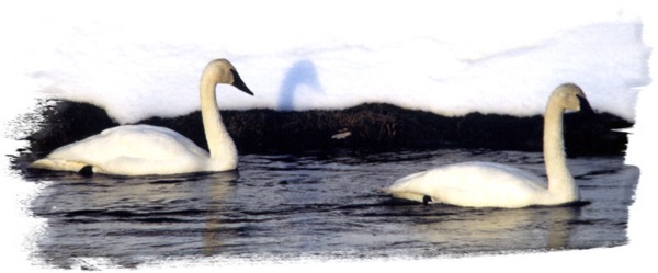 Trumpeter Swans in Yellowstone