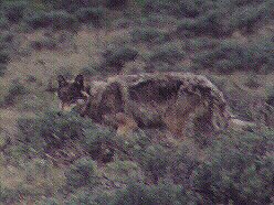 Gray Ghost 163 of the Druid Peak Pack by John W. Uhler &copy;