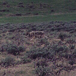 Gray Ghost 163 of the Druid Peak Pack by John W. Uhler &copy;