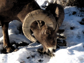 Bighorn ram watercolor with Paintshop - 29 Jan 2007 by John W. Uhler ©
