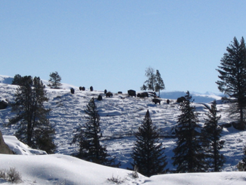 Bison on the hillside across from the Narrows - 29 Jan 2007 by John W. Uhler ©
