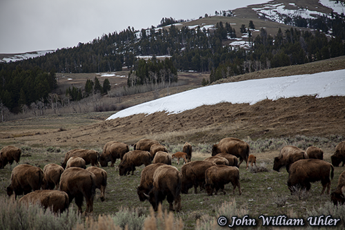 Buffalo herd and calves Spring 2019 © Copyright John William Uhler All Rights Reserved