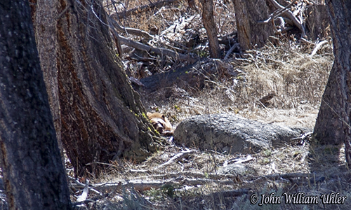 Yellowstone Cinnamon Bear taken Spring 2019 ~ © Copyright All Rights Reserved John William Uhler