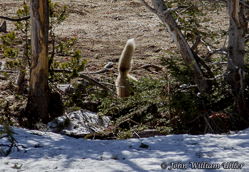 Yellowstone Red Fox mousing ~ © Copyright All Rights Reserved John William Uhler