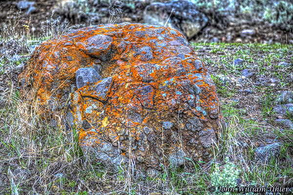 Lichen in Lamar Valley in Yellowstone taken Spring 2019 in Yellowstone © Copyright All Rights Reserved John William Uhler
