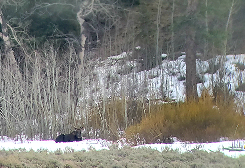 Yellowstone Moose taken Spring 2019 ~ © Copyright All Rights Reserved John William Uhler