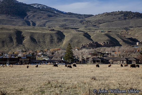 Buffalo and Elk at the North Entrance taken Spring 2019 in Yellowstone © Copyright All Rights Reserved John William Uhler