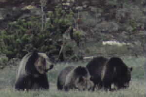 Obsidian and Cubs - Spring 2001 by John W. Uhler &copy;