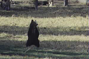 Grizzly Bear Number 264's Cub just south of Roaring Mountain by John W. Uhler - Spring 2001 &copy;