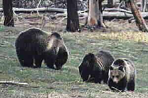 Obsidian and Cubs  - Spring 2001 by John W. Uhler &copy;