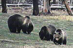 Obsidian and Cubs  - Spring 2001 by John W. Uhler ©