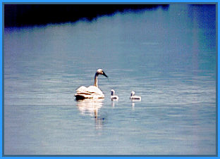 Swan and Signets