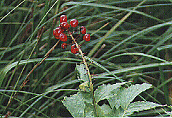 Baneberry by John W. Uhler - 22 August 1998 &copy;