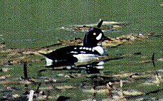 Barrow's Goldeneye by John W. Uhler - June 1998 ©