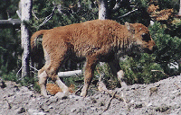 Buffalo Calf - by John W. Uhler - June 1997