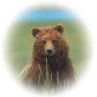 Yellowstone Grizzly © Page Makers, LLC