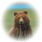 Yellowstone Up Close and Personal Grizzly Logo © Copyright Page Makers, LLC