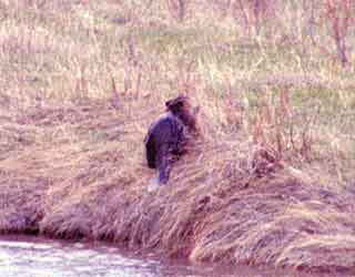 Beaver on Soda Butte Creek in Lamar Valley - 18 May 2002 by John W. Uhler &copy;