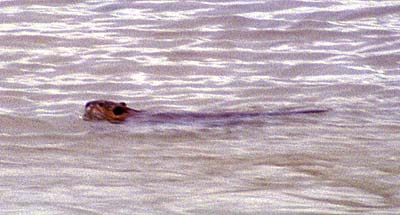 Beaver - 08 June 2002 by John W. Uhler &copy;