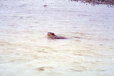 Beaver - 08 June 2002 by John W. Uhler &copy;