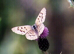 Chalceria heteronea by John W. Uhler - 06 September 1998 &copy;