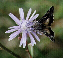 Butterfly by John W. Uhler - 06 September 1998 ©