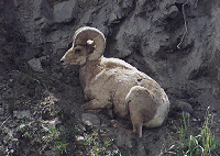 Big Horn Sheep near Rescue Creek by John W. Uhler - June 1997