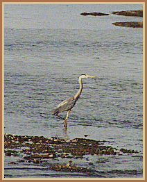 Great Blue Heron on the Yellowstone River