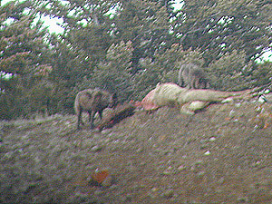 Druid Peak Pack Black Wolves &copy;