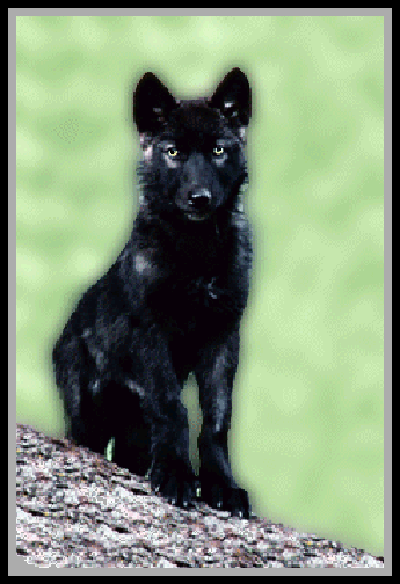 Yellowstone Wolf Pup ~ © Copyright All Rights Reserved