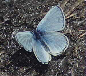 Butterfly at Trout Lake by John W. Uhler &copy;