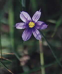 Common Blue-Eyed-Grass - Spring 2001 by John W. Uhler &copy;