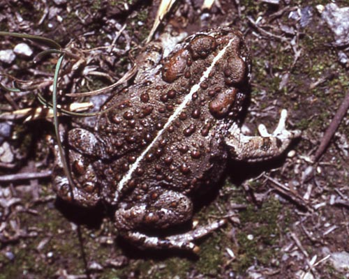 Boreal Toad - NPS Photo