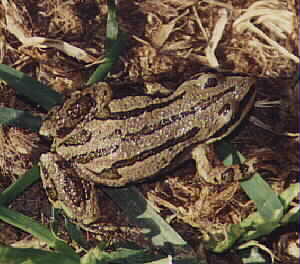 Yellowstone Borel Chorus Frog - Spring 2000 by John W. Uhler &copy;
