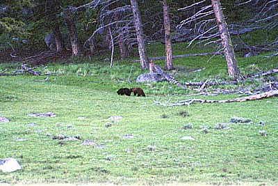 Cinnamon Boar and black sow in Little America - 07 June 2002 by John W. Uhler &copy;