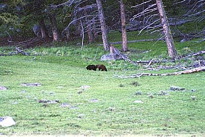 Cinnamon Boar and black sow in Little America - 07 June 2002 by John W. Uhler ©