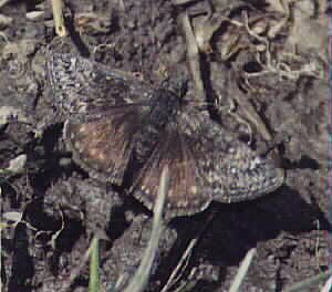Brown Moth at Trout Lake by John W. Uhler &copy;